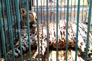 Forest department captured a Leopard  in Tumkur