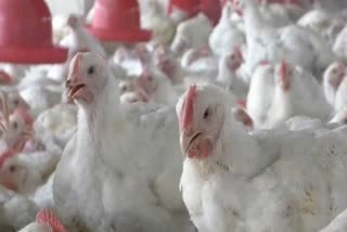 coronavirus fear chicken sales drop