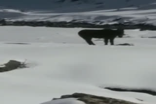 بے زبان جانور کی جان بچائی جائے