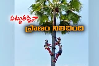 a man slip from taddy tree and mates protect him in parlapalli