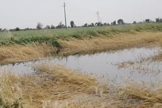 मुसळधार पावसाचा जबर मार, रब्बी पिकांचे नुकसान