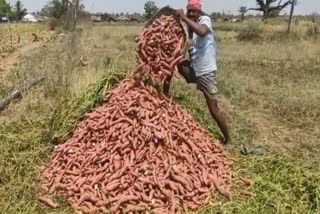 labhantanda sweet potato