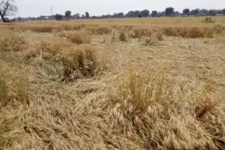 wheat-crop-damaged-due-to-heavy-rains