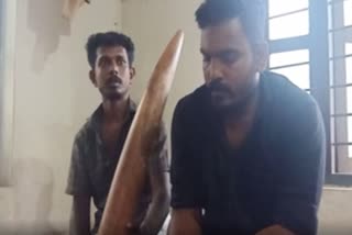 Two held with ivory  ആനക്കൊമ്പുമായി രണ്ടുപേര്‍ പിടിയില്‍  ആനക്കൊമ്പ്  രണ്ടുപേര്‍ പിടിയില്‍  വനംവകുപ്പ്  ivory