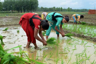 Agricultural sector  Green Revolution  Indian economy  Gross Domestic Product  കർഷകന് സാമ്പത്തിക സുരക്ഷ  വരുമാനത്തിലെ വർധനവ്  ഹരിത വിപ്ലവം  കാർഷിക മേഖല  സാമ്പത്തിക പ്രതിസന്ധി