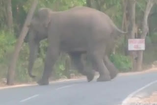 A group of elephants wandering around in Tirumala ... devotees in panic