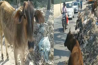 Stray animals are forced to live on the roads