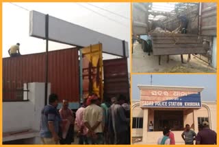 Container loaded with cattle