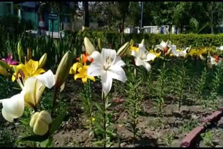 World of flowers in Haldwani