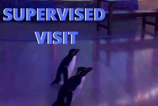 Penguin couple Edward and Annie making a supervised visit to the Shedd's empty rotunda and information desk.