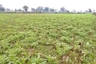 farmers-crop-destroyed-due-to-rain-in-dhamtari