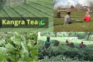 Famous Indian Kangra tea has Chinese roots