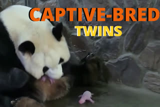 World's first captive-bred panda  captive-bred panda twins  China Conservation and Research Center  17 வயதில் எட்டு குட்டிகளை ஈன்றெடுத்த பாண்டா கரடி  சீனாவில் இரட்டை பாண்டா கரடி  பாண்டா கரடி ஈன்ற இரண்டு குட்டிகள்  சீன பாண்டா கரடி  World's first pair of captive-bred panda twins born