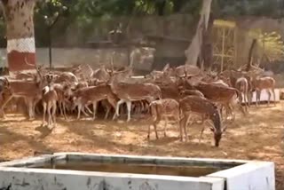 metribagh zoo closed due to corona virus in durg