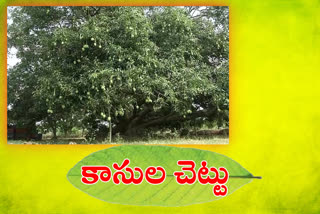 mango's of a single tree price is Rs. 96 thousand in krishna district