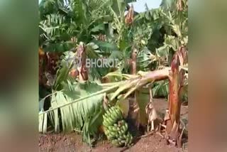 Destroy the banana plantation due to heavy rain in dharawad