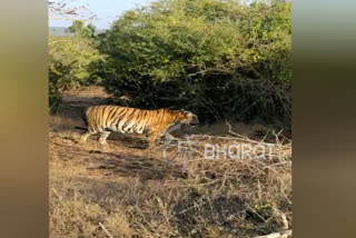 Bandipur Tiger Protected Area