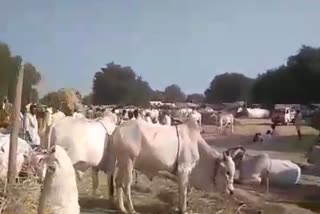 Cattle Fair at  Idlur in yadagiri district