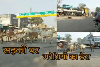 people upset due to cattle on roads