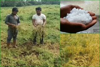 Crop destroyed due to unseasonal rains and hail