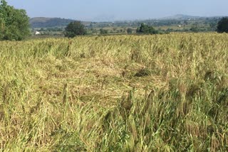 major crop loss in gondia district due to heavy rain