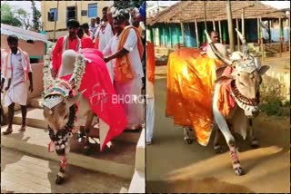 guddada mallapura shri  Ritual at haveri