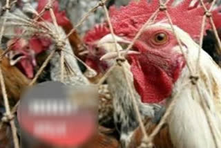 Collector issued instructions after confirming bird flu