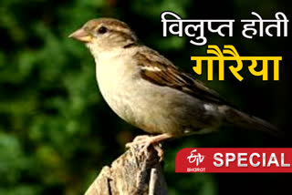 World Sparrow Day Haldwani