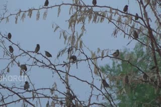 Dharmapuri human beings working in defense of sparrows