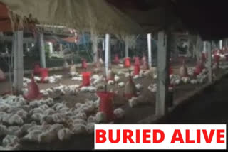 Covid-19 scare: 20 lakh chicken buried alive in Tamil Nadu