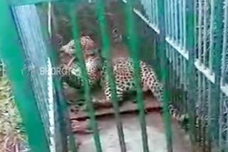 Forest officers captured Leopard at Tumkur