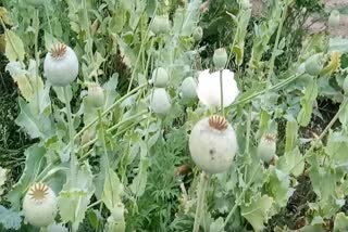 opium farming.