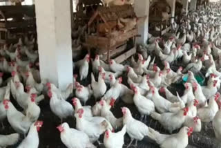 Corona's Fear at Chicken Market in faridabad