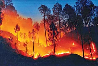 Increasing forest fires are questioning the future of humanity