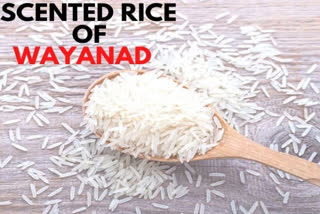 Kerala: Chekadi Village of Wayanad smells of Gandhakashala rice