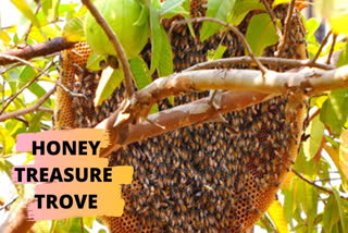 unique honey treasure trove called Thenpara