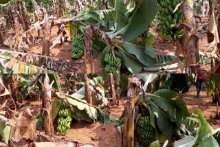 Banana price decrease due to Corona Virus Effect