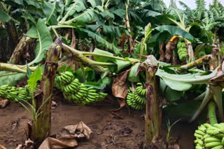 due to heavy winds banana crop damaged in kadapa dst railwaykoduru