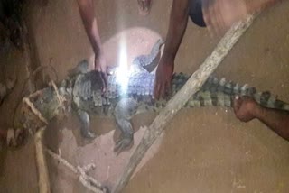 Villagers capture crocodile at vijayapur