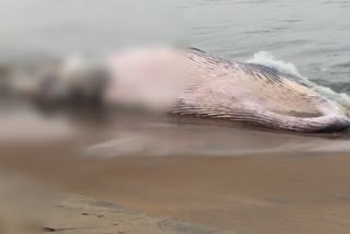 തൃശൂർ മന്ദലാംകുന്ന് ബീച്ച്  ഭീമൻ തിമിംഗലം ചത്തടിഞ്ഞു  thrissur mandhalamkunnu beach  giant whale dead at Mandalamkunnu beach