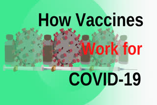 ANIMATION shows how vaccines work against viruses like COVID-19