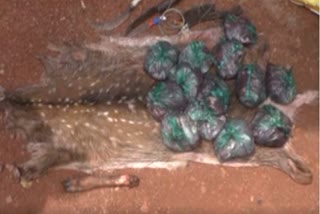 deer meat seized in jajpur