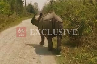 one horn rhino roam openly at chirang