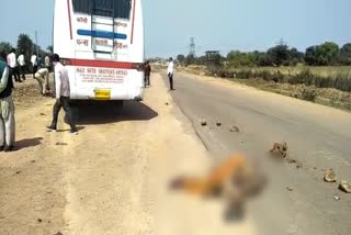 bus hit motorcycle, 2 died one injured in chhatarpur