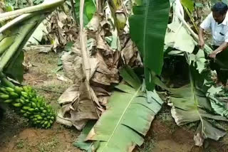 Banana crop damaged by premature rains in kovvuru