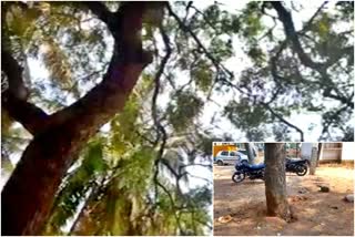 officers-proceeded-to-chew-the-huge-neem-tree-without-permission