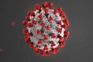 corona virus