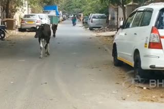 janta-curfew-cows-occupied-the-chennai-roads