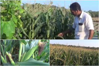 Abbas harvested maize crops in palakkad  maize crops  palakkad  ചോളം കൃഷിയിൽ നൂറുമേനി കൊയ്‌ത് അബ്ബാസ്  ചോളം കൃഷി  പാലക്കാട്