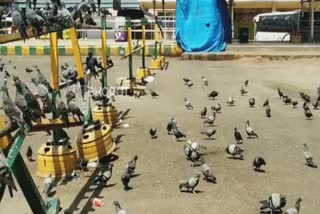 More doves found in KSRTC Bus stand and Majestic